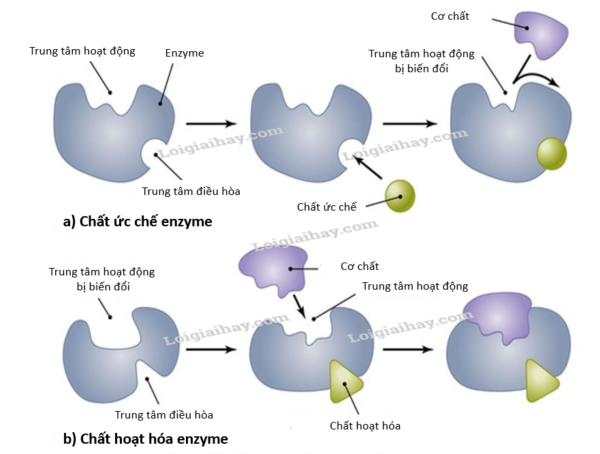 CÁC YẾU TỐ ẢNH HƯỞNG ĐẾN HOẠT TÍNH CỦA ENZYME MEN VI SINH BIOPRO