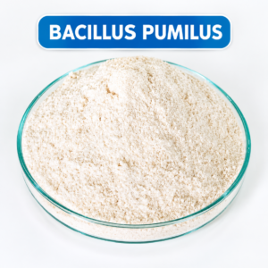 BACILLUS PUMILUS - VI SINH DÒNG ĐƠN DẠNG BÀO TỬ