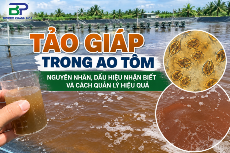 tao-giap-trong-ao-tom