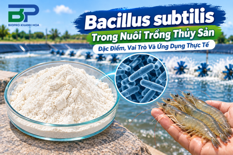 bacillus-subtilis-trong-nuoi-trong-thuy-san