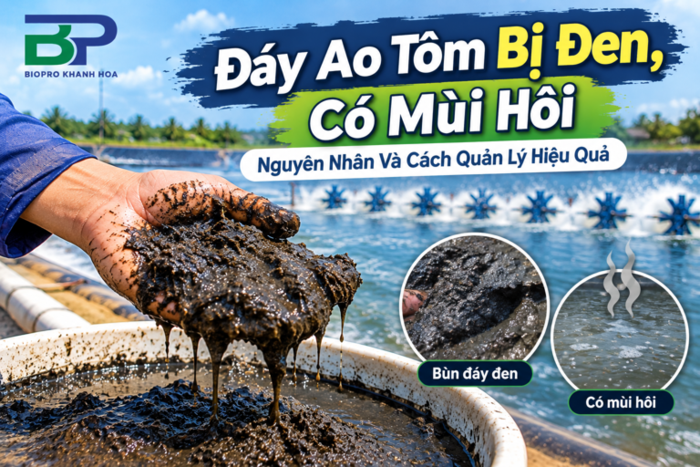 Đáy ao tôm bị đen có mùi hôi do tích tụ bùn và chất hữu cơ