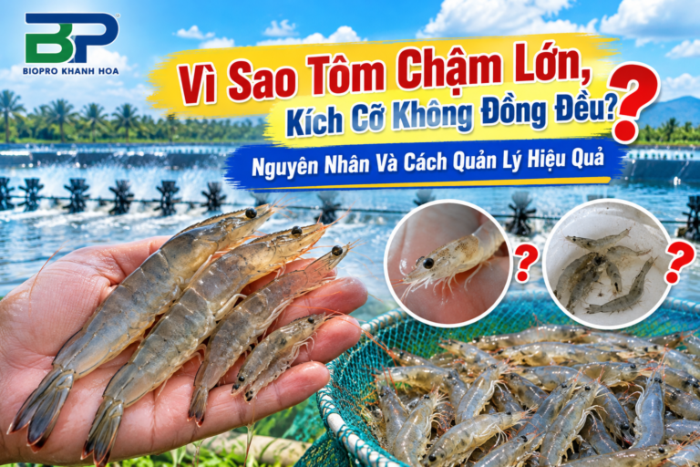 Tôm chậm lớn, kích cỡ không đồng đều trong ao nuôi tôm thẻ chân trắng