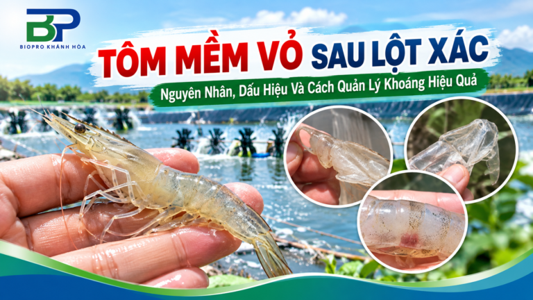 Tôm Mềm Vỏ Sau Lột Xác: Nguyên Nhân Và Cách Xử Lý